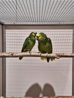 Koppel blauwvoorhoofd amazone's 1., Dieren en Toebehoren, Vogels | Parkieten en Papegaaien, Meerdere dieren, Parkiet, Geringd