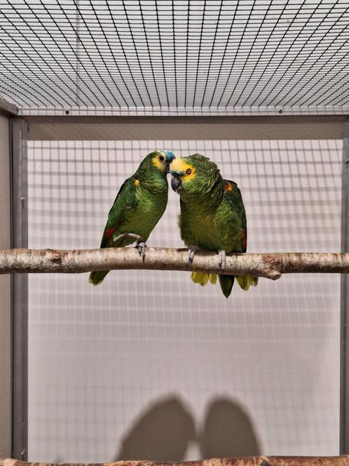Koppel blauwvoorhoofd amazone's 1., Dieren en Toebehoren, Vogels | Parkieten en Papegaaien, Parkiet, Meerdere dieren, Geringd