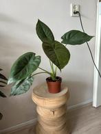 Alocasia wentii, Ophalen, Overige soorten, Minder dan 100 cm