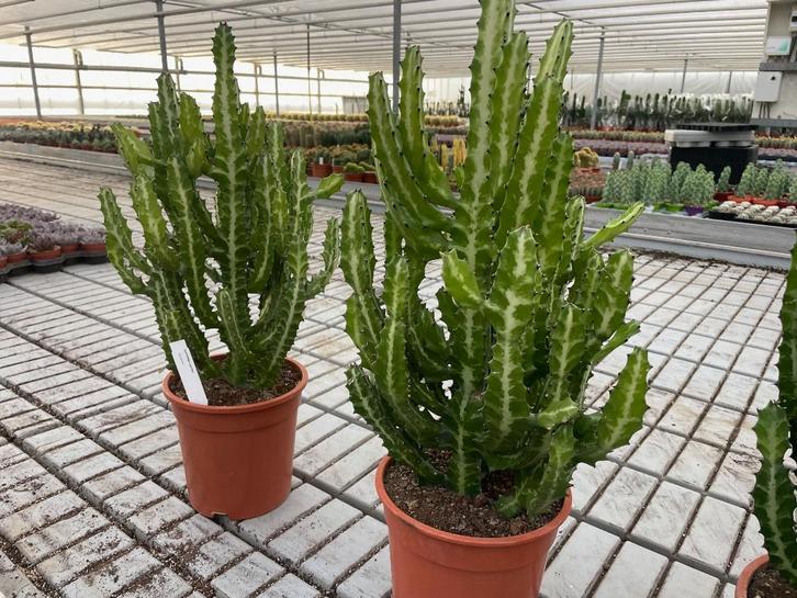 Cactus Euphorbia Lactea  potmaat 21, Huis en Inrichting, Kamerplanten, Cactus, Minder dan 100 cm, Groene kamerplant, Halfschaduw