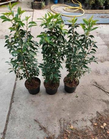 mooie portugese laurier lusitanica ‘Angustifolia staan in po beschikbaar voor biedingen