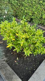 Skimmia 40 cm, Ophalen, Minder dan 100 cm