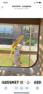 Lutino Alexander, Dieren en Toebehoren, Vrouwelijk, Parkiet, Geringd