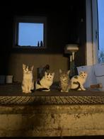 Najaars Kittens, Dieren en Toebehoren, Meerdere dieren, Kortharig, 0 tot 2 jaar