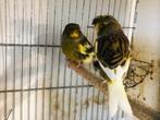 Gloster kanaries 2024    2 mannen  22.5  euro per stuk, Dieren en Toebehoren, Mannelijk, Kleurkanarie