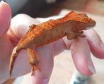 Wimpergekko jong eind 2024, Dieren en Toebehoren, Reptielen en Amfibieën, Hagedis