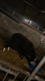 Overjarige dekram zwartbles, Dieren en Toebehoren, Schapen, Geiten en Varkens, Mannelijk, Schaap