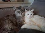 Kittens verwacht! Maine coons., Dieren en Toebehoren, Katten en Kittens | Raskatten | Langhaar, Geslacht onbekend, 0 tot 2 jaar
