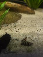 Helena slakken, Dieren en Toebehoren, Slak of Weekdier