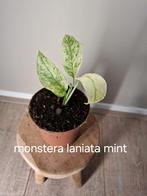 Monstera Laniata Mint, Ophalen of Verzenden