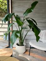 Strelitzia nicolai, Groene kamerplant, Ophalen, Overige soorten, 150 tot 200 cm