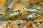 Baby guppy’s, Vis