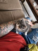 Ivm relatie  breuk, Dieren en Toebehoren, Poes, Kortharig, 0 tot 2 jaar