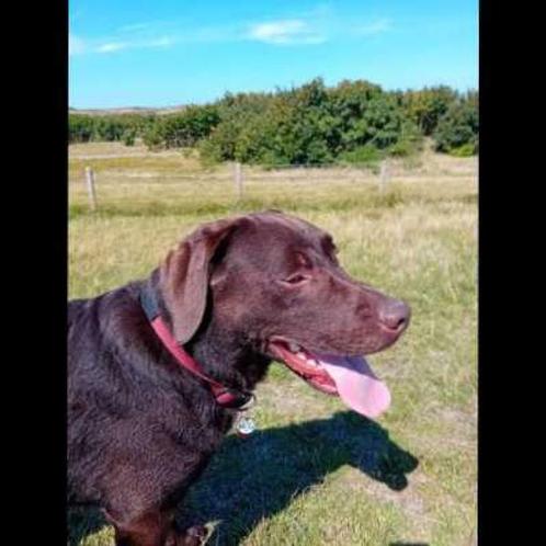 Happy Tails pet sitting services, Diensten en Vakmensen, Dieren | Honden | Verzorging, Oppas en Les, Particuliere oppas, Pension of Dagopvang