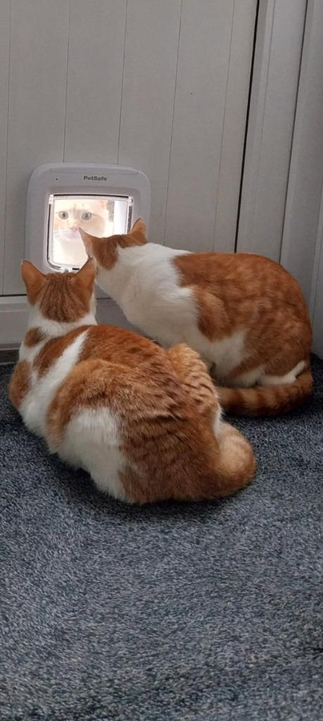 Kattenluik Kattendeur microchip chip - Eenvoudige bediening, Dieren en Toebehoren, Katten-accessoires, Nieuw, Ophalen of Verzenden