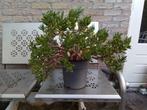 Mooie grote Crassula Ovata 'Gollum' - vingerplant, Huis en Inrichting, Groene kamerplant, Ophalen, Vetplant, Minder dan 100 cm