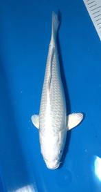 Platina Ogon, Karper of Koi