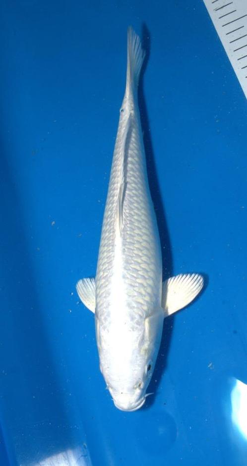 Platina Ogon, Dieren en Toebehoren, Vissen | Vijvervissen, Karper of Koi
