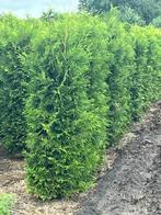 Thuja occidentalis 'brabant', Ophalen, Bloeit niet, Overige soorten, Volle zon