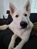 Witte herder, Reu, 1 tot 2 jaar, Eén hond, Herder