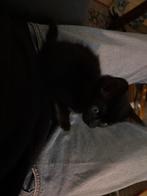 1-2 leuke kittens, Meerdere dieren