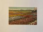 Hollandse Bollenvelden.  Poststempel 1930., Verzenden, 1920 tot 1940, Gelopen, Natuur