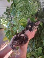 Jarela, Celestina, 12-09-2025 gered uit een vuilnisbak, Poes, Kortharig, 0 tot 2 jaar