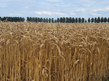 Kleine pakken Hooi en stro te koop beschikbaar voor biedingen