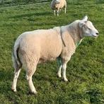 Engelse tekenaar met klein beetje swifter, Dieren en Toebehoren, 0 tot 2 jaar