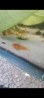 Corydora GoldStripe, Vis