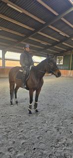 Fijn recreatiepaard Livia, Dieren en Toebehoren, Merrie, Minder dan 160 cm, Gechipt, Zadelmak