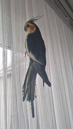 Valkparkiet tamme met grote kooi, Dieren en Toebehoren, Vogels | Parkieten en Papegaaien, Mannelijk, Parkiet