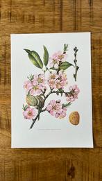 Amandelboom botanische print, Antiek en Kunst, Kunst | Etsen en Gravures, Ophalen of Verzenden