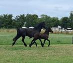 Fries hengstveulen met veel (sport) potentie, Dieren en Toebehoren, Paarden, Hengst, Niet van toepassing, Dressuurpaard, 0 tot 2 jaar