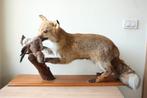 Taxidermie opgezette vos, Ophalen, Gebruikt, Wild dier, Opgezet dier