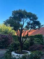 Enkianthus bonsai, Tuin en Terras, Planten | Bomen, Ophalen, Bloeit niet, Halfschaduw, Overige soorten