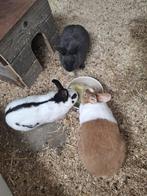 konijnen, Dieren en Toebehoren, Konijnen, Vrouwelijk, Middelgroot, 0 tot 2 jaar