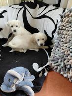 3 Lieve Golden Retriever kruising Labrador pups, Parvo, Nederland, Overige rassen, 8 tot 15 weken