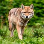 Zoek tamaskan pups, December, Meerdere dieren