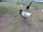 Wyandotte zilverzwart gezoomde hanen van februari 2025, Dieren en Toebehoren, Pluimvee, Mannelijk, Kip