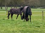 3 boxen vrij op kleine privé-pensionstal aan bos, veel wei,, Dieren en Toebehoren, Stalling en Weidegang, Weidegang, 4 paarden of pony's of meer