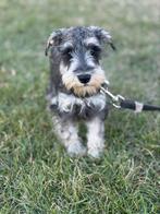 Dwerg schnauzer pup, Overige rassen, 8 tot 15 weken, Teef, Eén hond