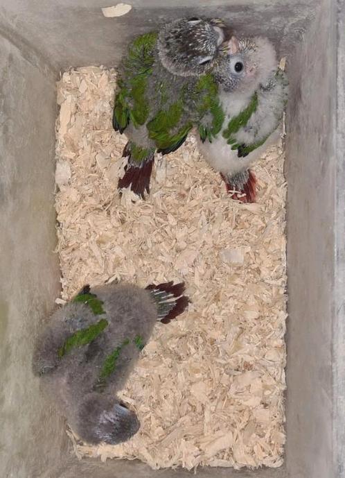 Pyrrhura jonge, Dieren en Toebehoren, Vogels | Parkieten en Papegaaien, Parkiet, Geslacht onbekend, Geringd