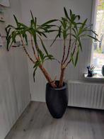 Grote Yucca kamerplant incl pot, Halfschaduw, Ophalen