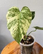 Monstera Mint, Ophalen of Verzenden, Overige soorten, Minder dan 100 cm