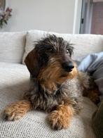 Ruwharige dwergteckelpups verwacht, Rabiës (hondsdolheid), 8 tot 15 weken, Dwerg, Meerdere