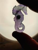 Fluoriet zeepaard, Ophalen of Verzenden