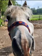 Welsh A ruin 12 jaar - leuke kinderpony, Ruin