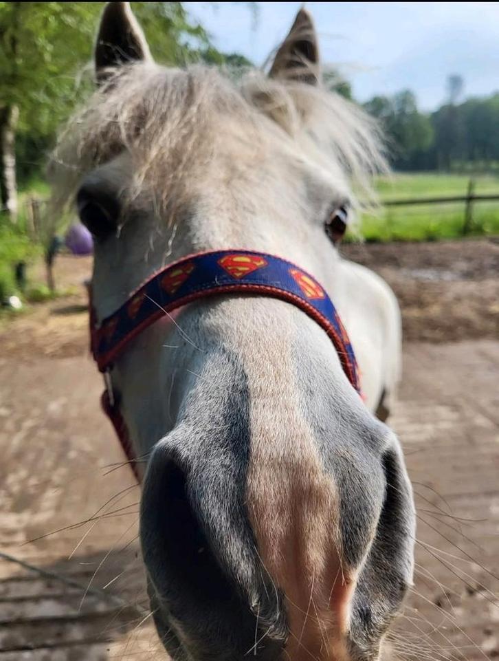 Welsh A ruin 12 jaar - leuke kinderpony, Dieren en Toebehoren, Pony's, Ruin