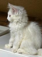 Maine Coon kittens, diverse kleuren., Dieren en Toebehoren, Meerdere dieren, Ontwormd, 0 tot 2 jaar